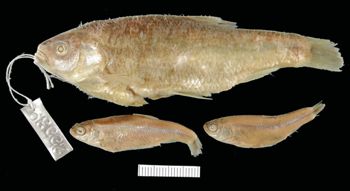 Media type: image; Ichthyology 25539